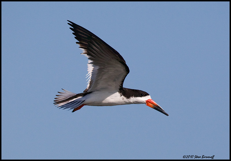 _0SB7263 black skimmer (juvenile).jpg